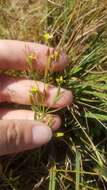 Image de Hypericum canadense L.