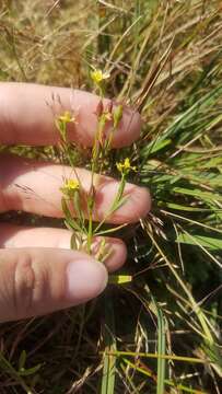 Image of lesser Canadian St. Johnswort