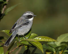 Image of Grey Bush Chat