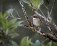 Image of Grey Bush Chat