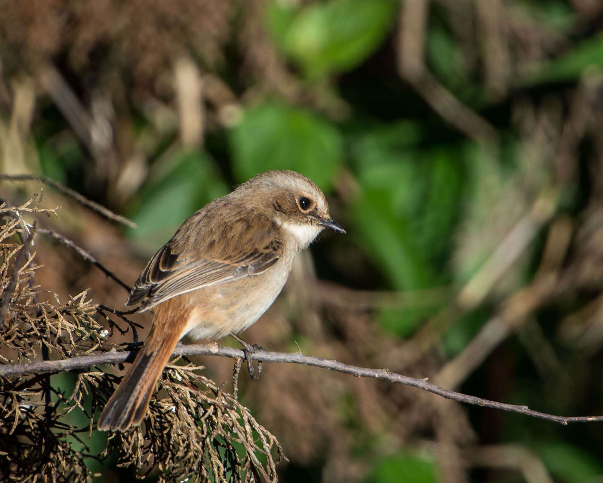 Image of Grey Bush Chat