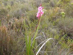 Imagem de Watsonia rogersii L. Bolus