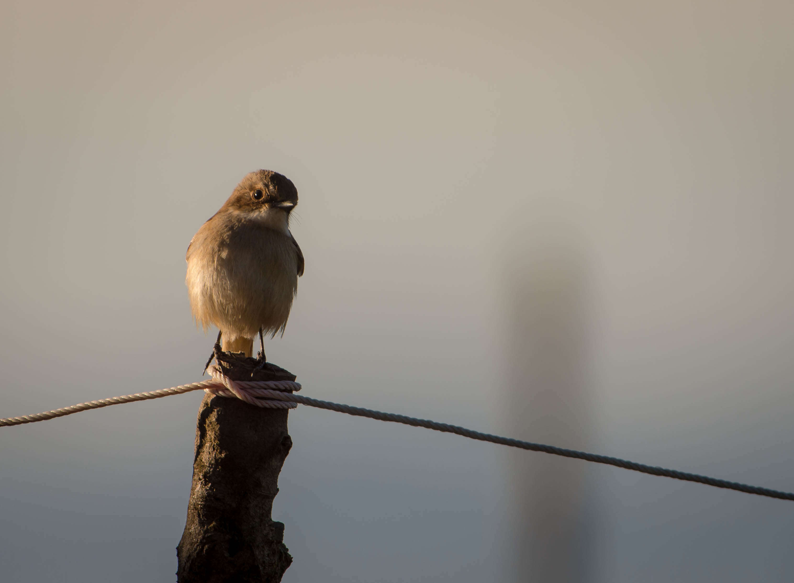 Image of Grey Bush Chat