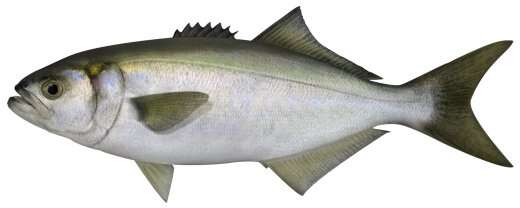 Image of bluefishes