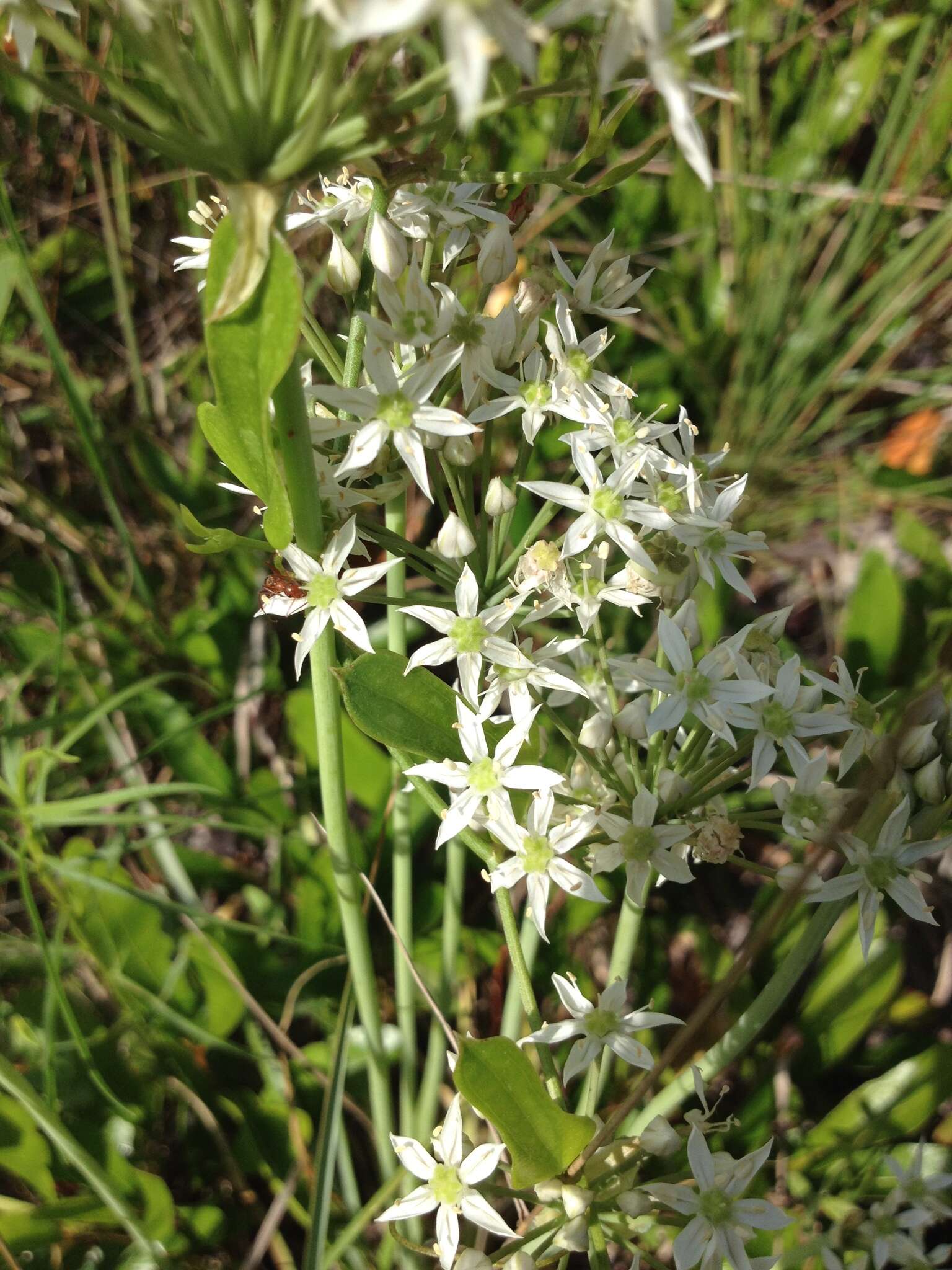 Image of striped garlic