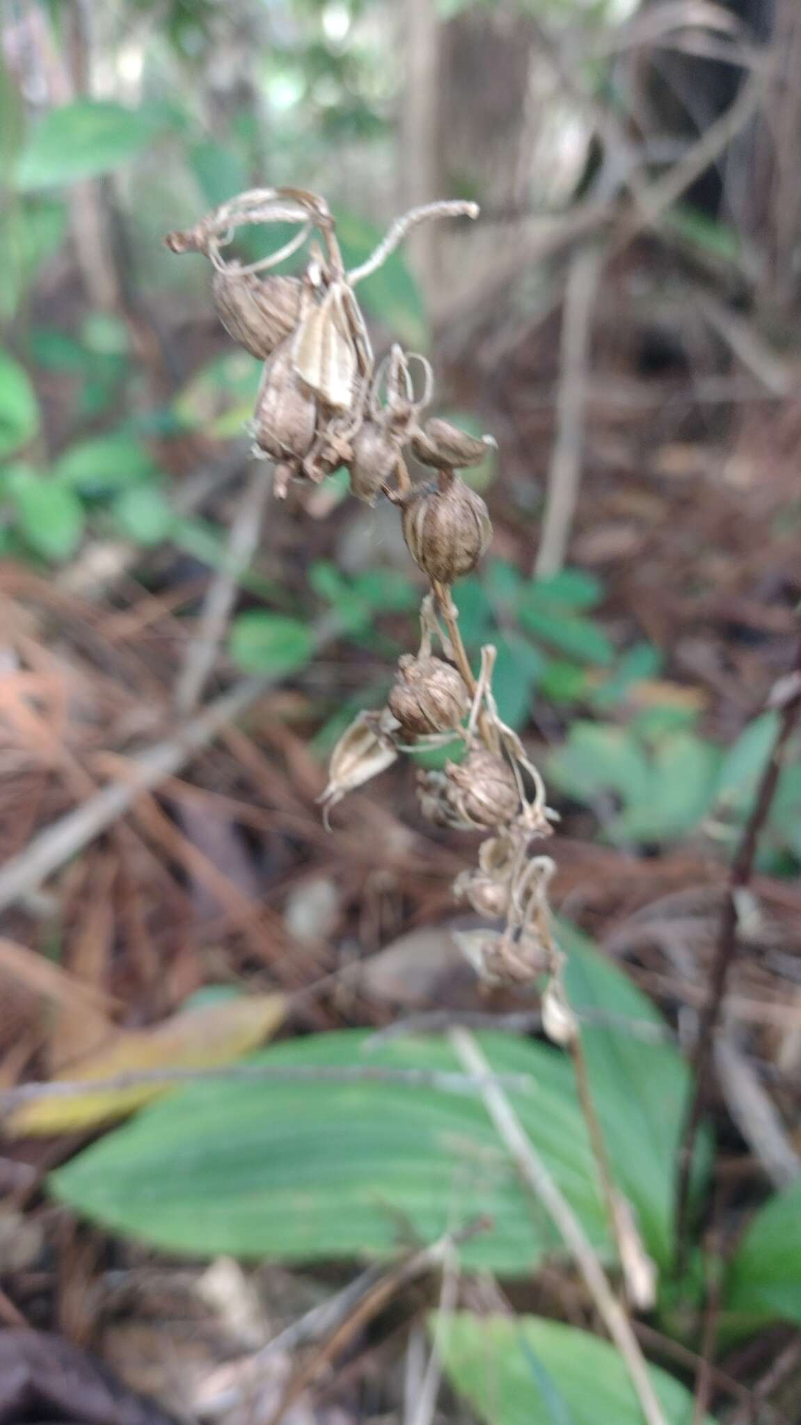 Image of pantropical widelip orchid