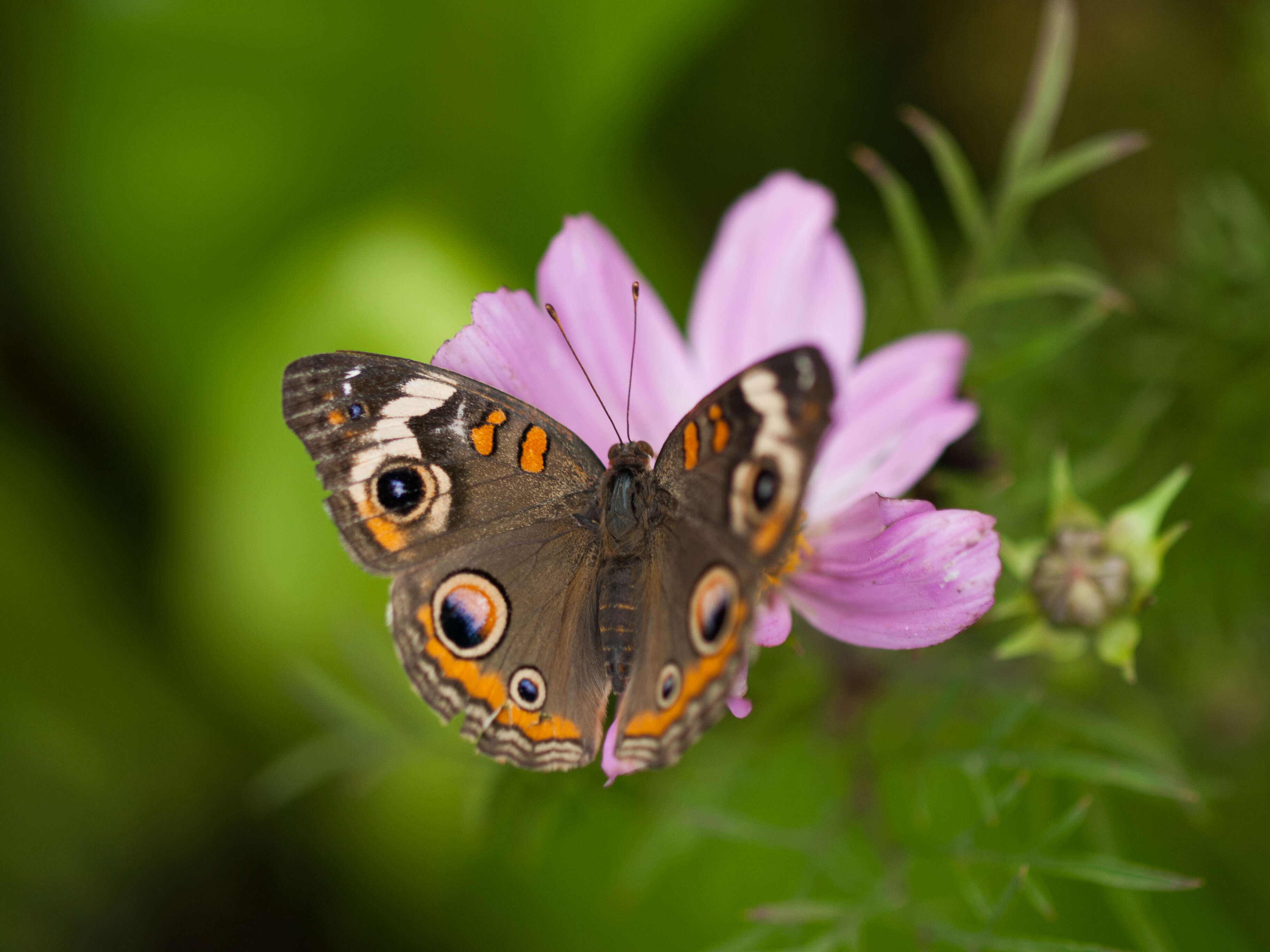 Image of Common buckeye