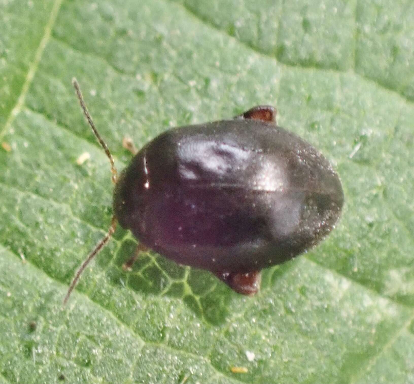 Image of Scirtes hemisphaericus (Linnaeus 1767)