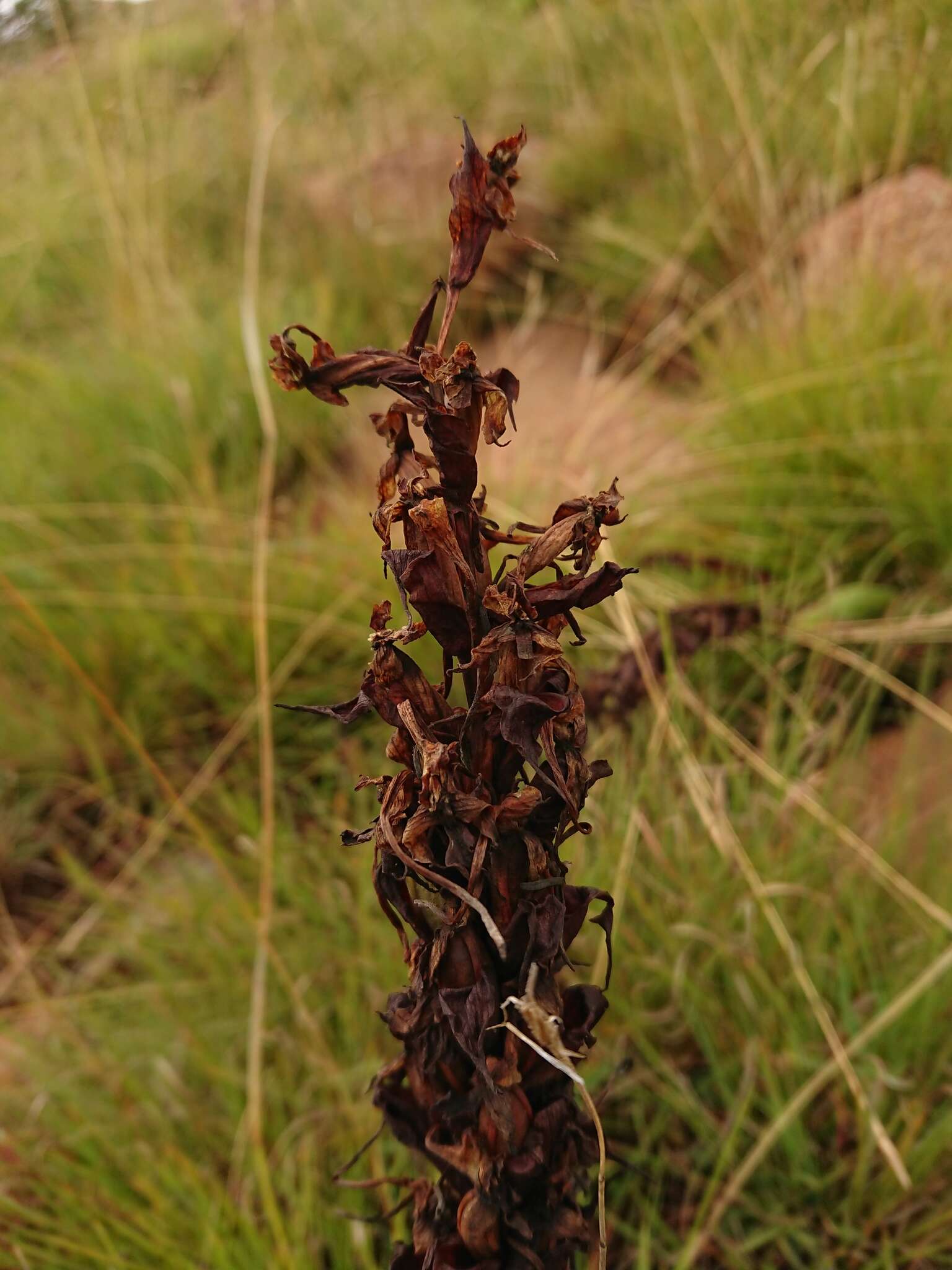 Image de Disa fragrans subsp. fragrans