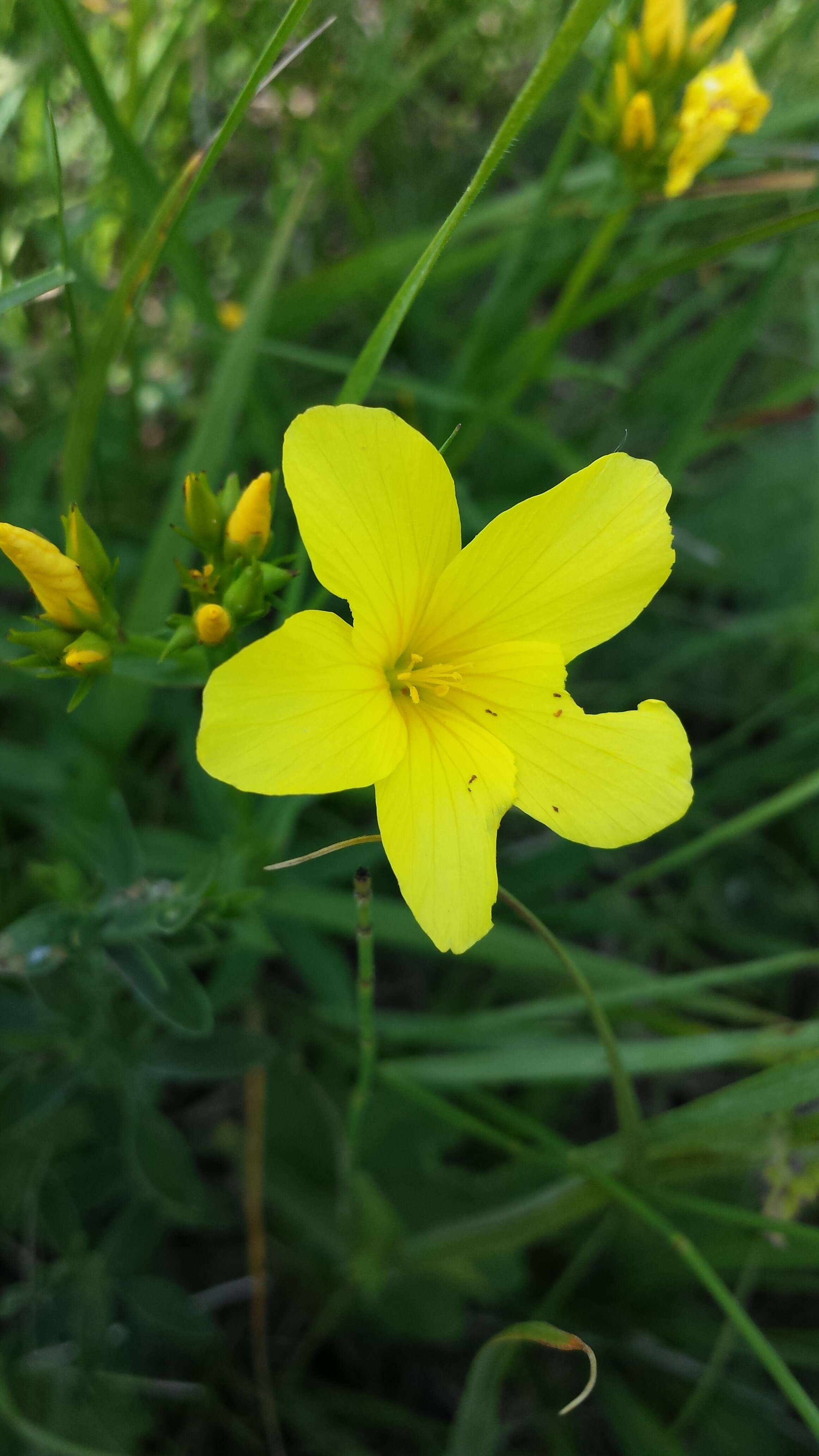 Image of golden flax