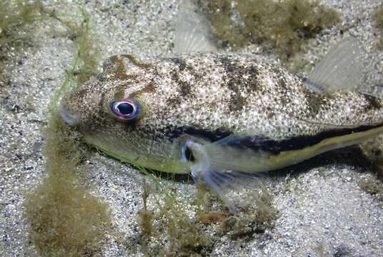 Image of Brush-tail toadfish