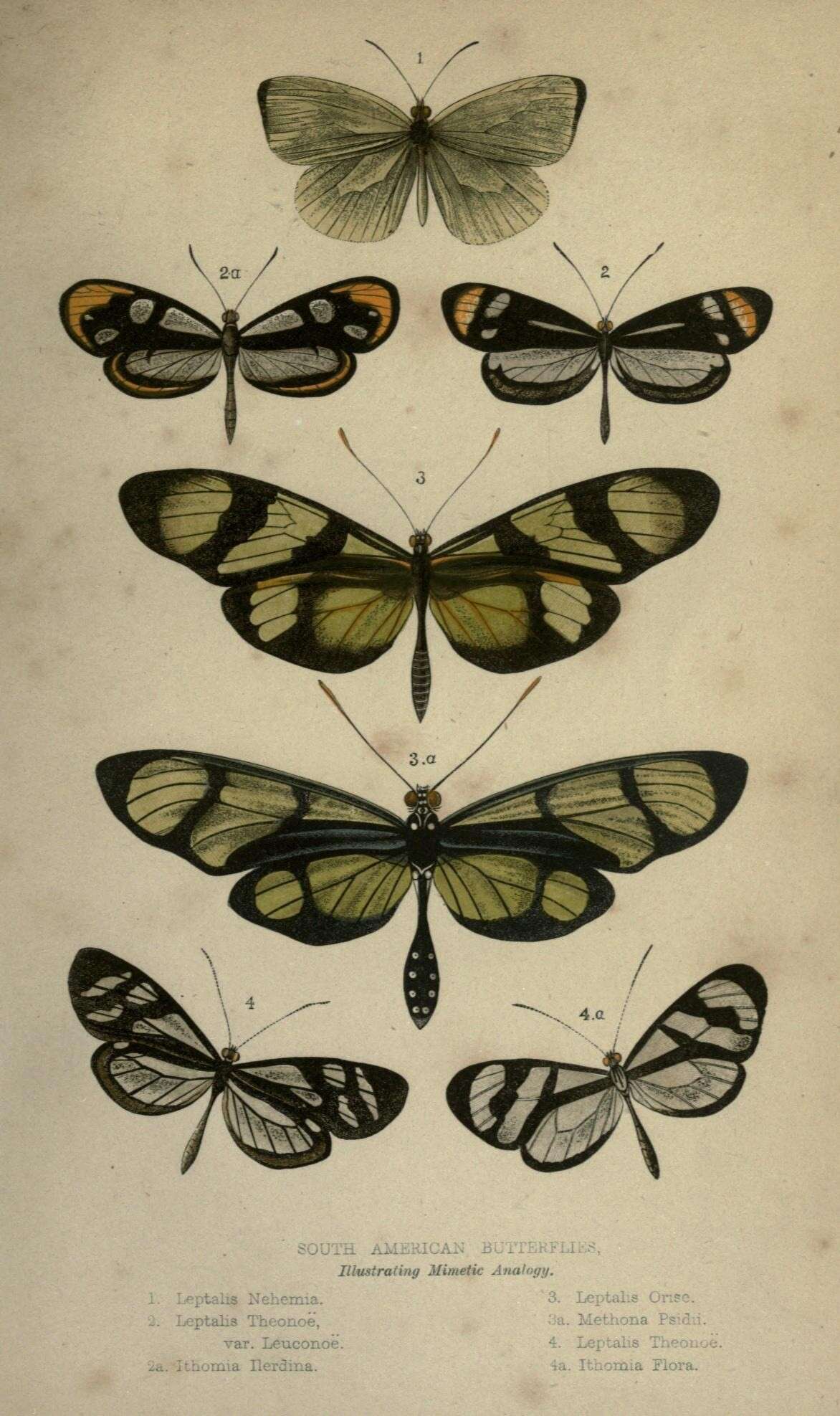 Image of Patia orise (Boisduval 1836)