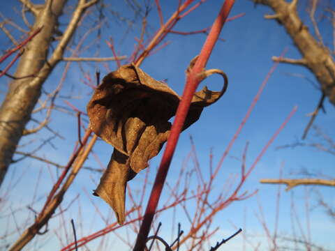 Image of bloodtwig dogwood