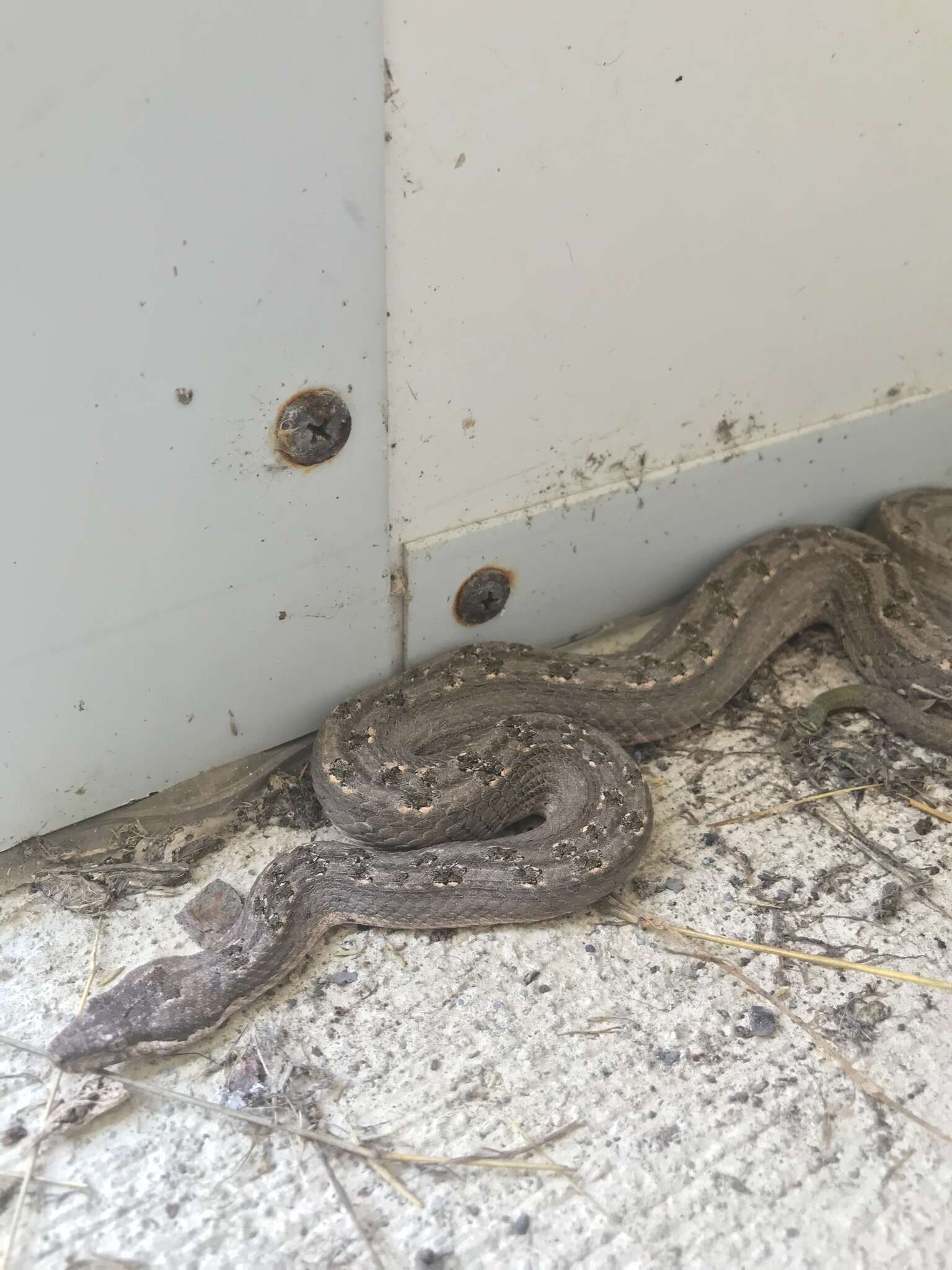 Image of Cuban Black-tailed Dwarf Boa