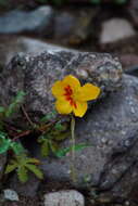 Imagem de Cochlospermum palmatifidum (Moc. & Sessé ex DC.) Byng & Christenh.