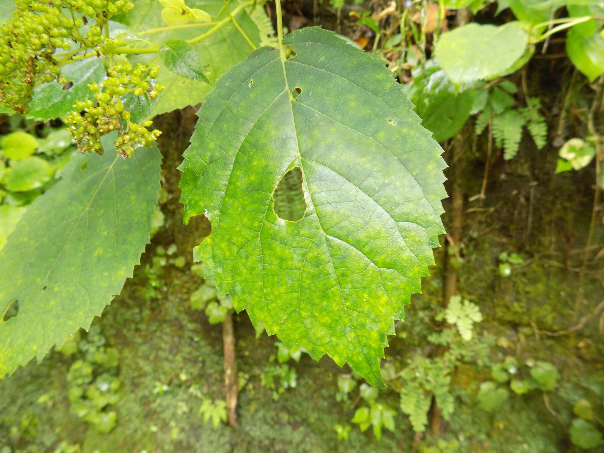 Image of wild hydrangea