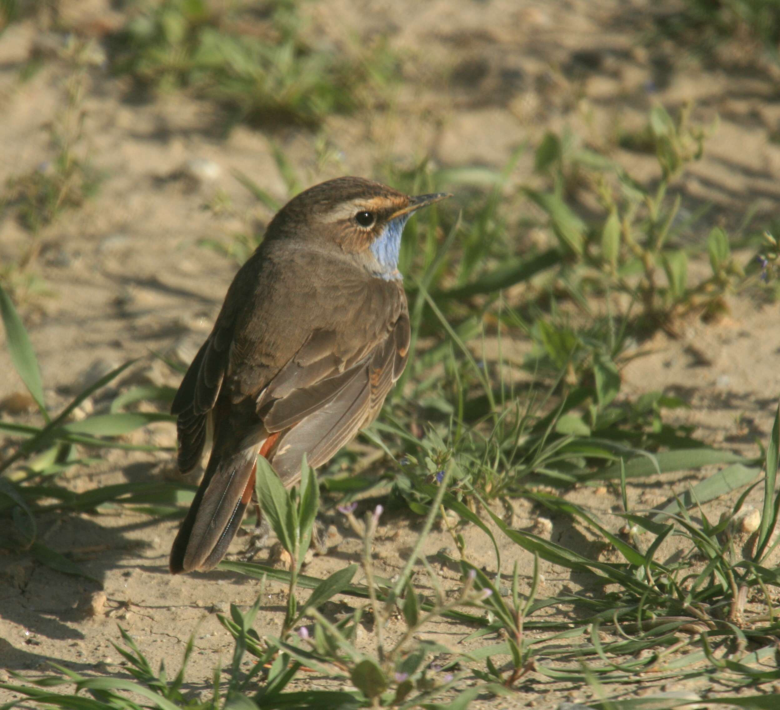 Image of Bluethroat