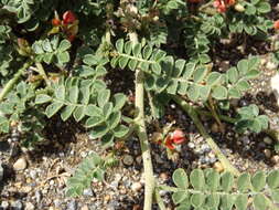 Image de Indigofera intricata Boiss.