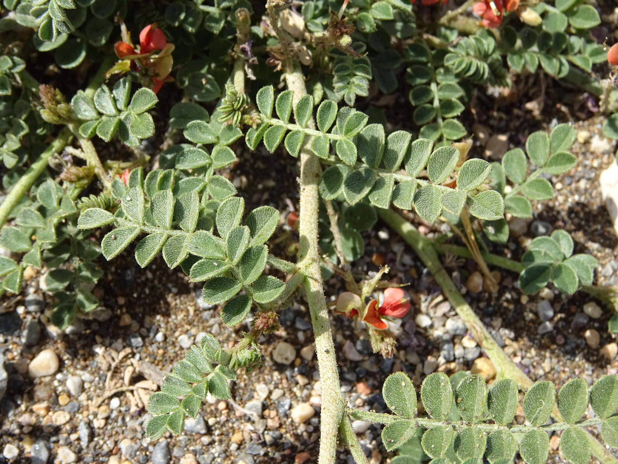 Indigofera intricata Boiss.的圖片