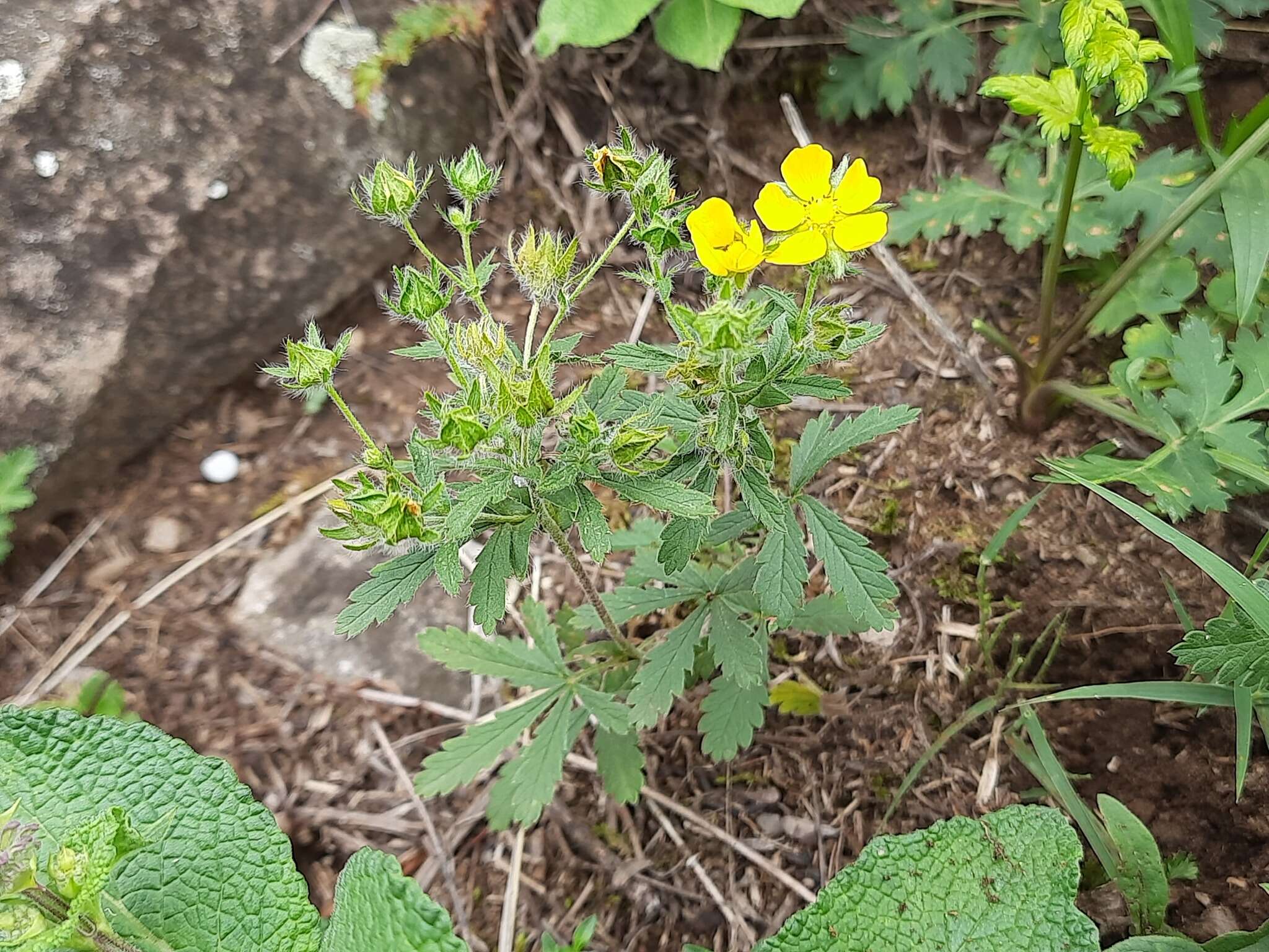 Image of Potentilla divaricata DC.