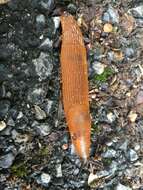 Image of red slug