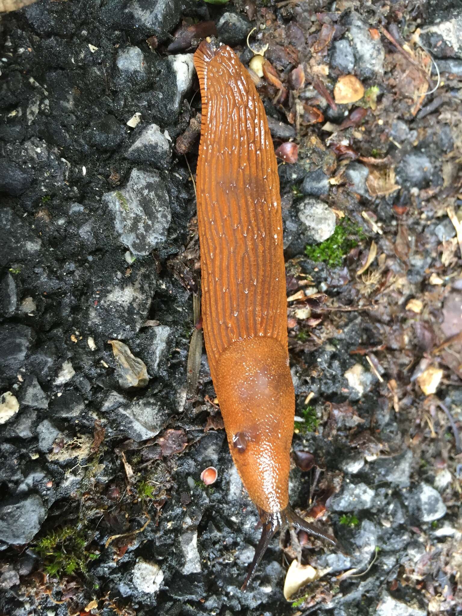 Image of red slug