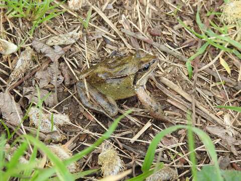 Image of Common frog