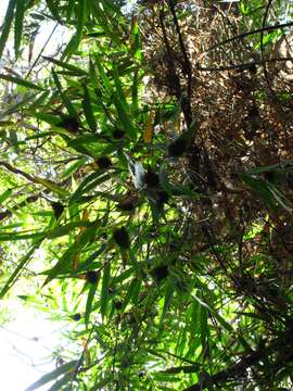 صورة Sokinochloa chapelieri (Munro) S. Dransf.