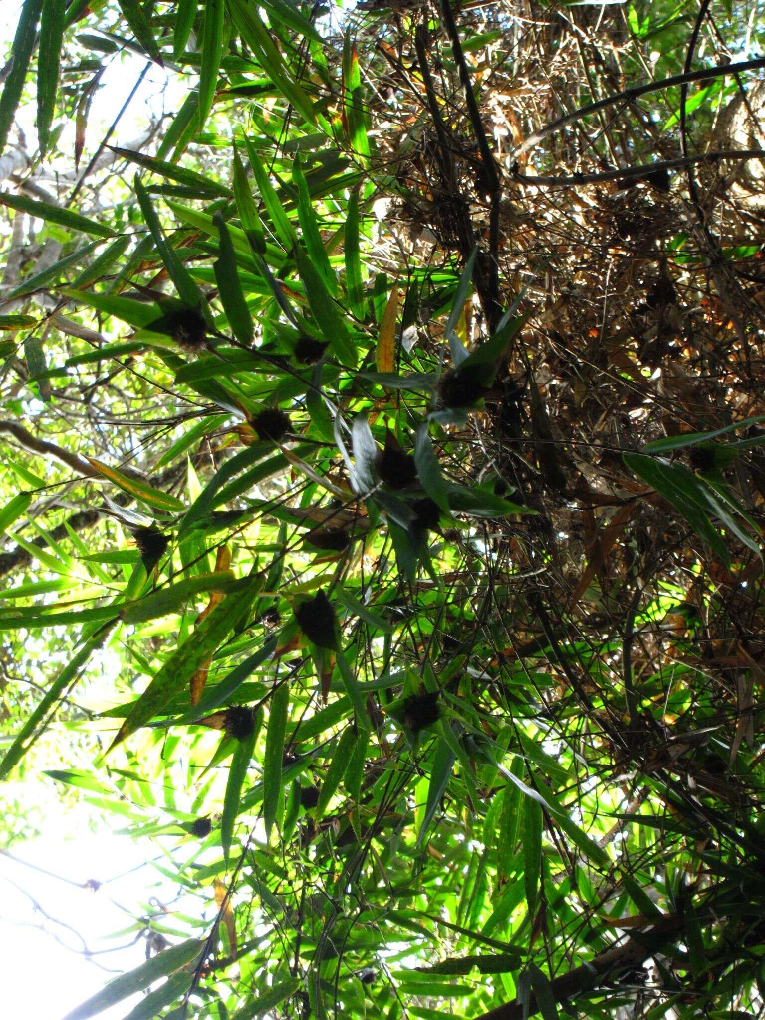 Plancia ëd Sokinochloa chapelieri (Munro) S. Dransf.