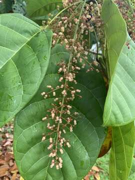 Sivun Sterculia parviflora Roxb. kuva