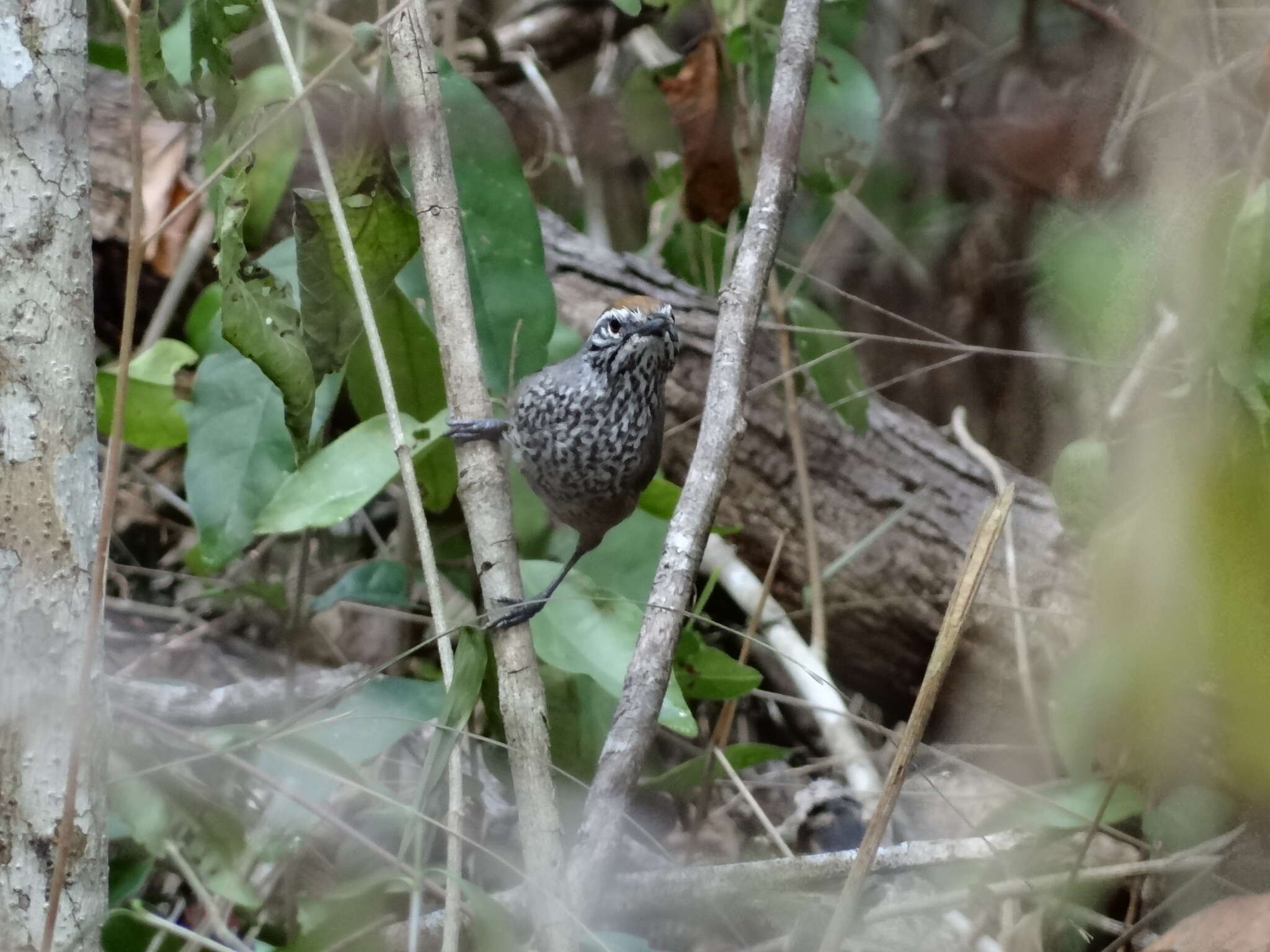 Image of Spot-breasted Wren