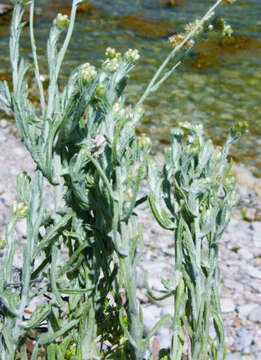 Image of Jersey cudweed