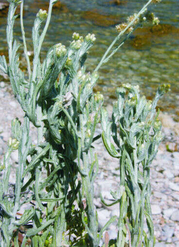 Image of Jersey cudweed