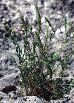 Image de Micromeria cristata (Hampe) Griseb.