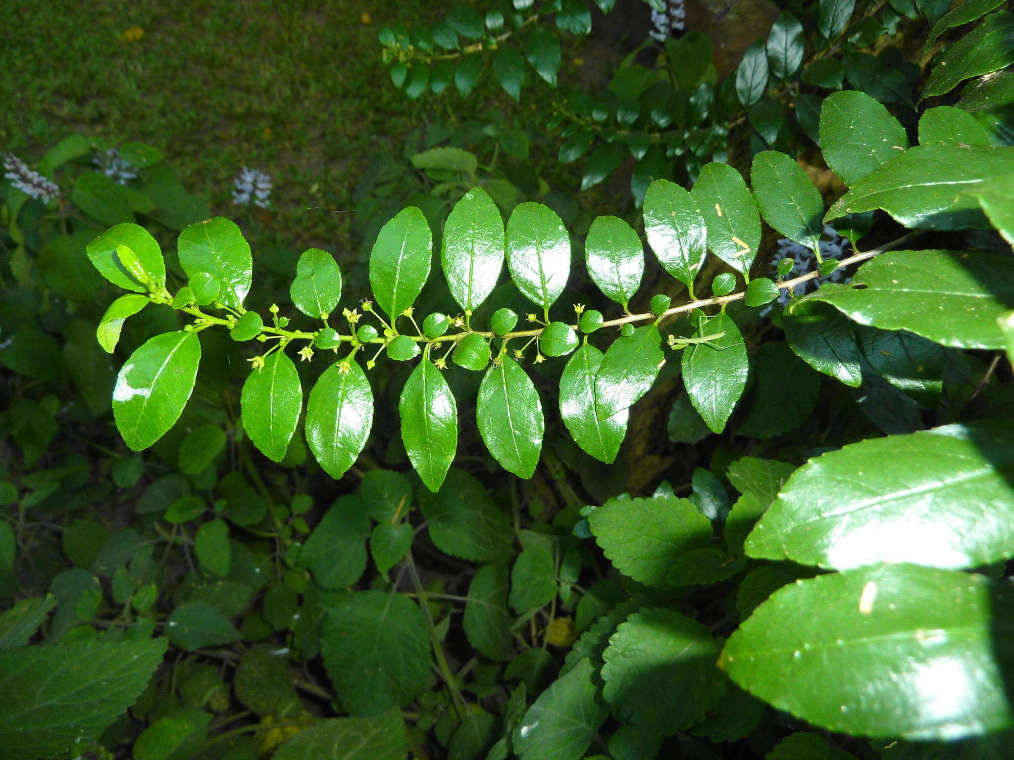 Слика од Rhamnus prinoides L'Her.