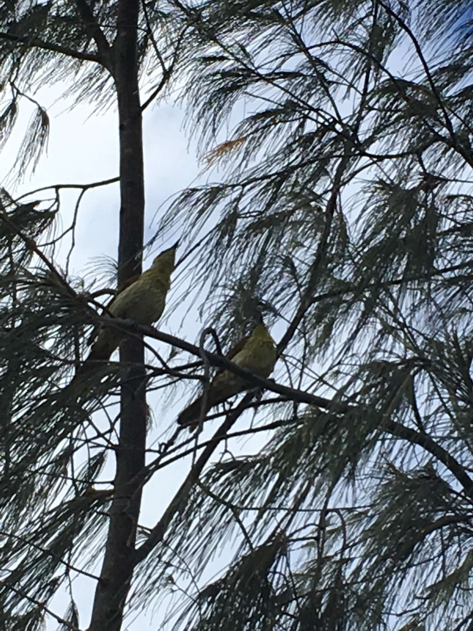 Image of Varied Honeyeater