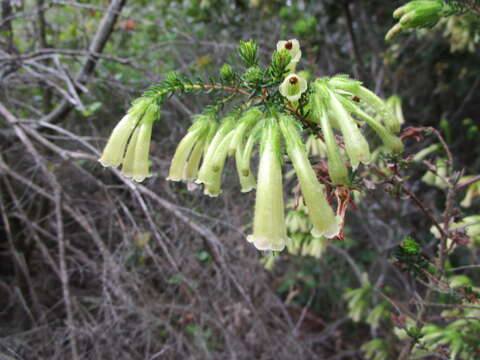 Image of Erica glandulosa subsp. fourcadei (L. Bolus) E. G. H. Oliv. & I. M. Oliv.