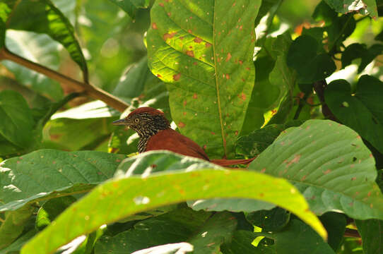 Image of Chestnut-backed Antshrike