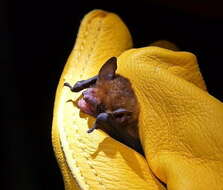 Image of lesser yellow bat