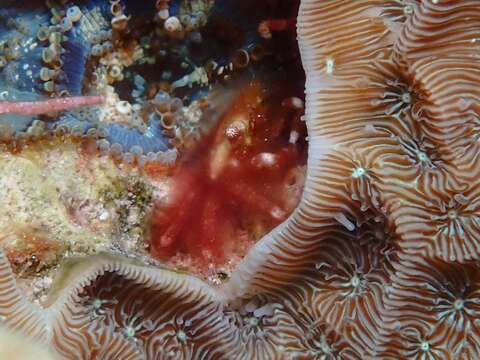 Image of banded clinging crab