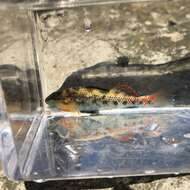 Image of Highland Rim Darter