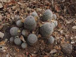 Image de Mammillaria beneckei Ehrenb.