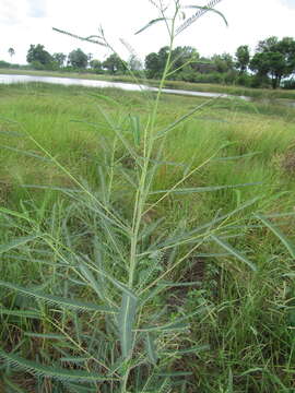 Imagem de Sesbania bispinosa (Jacq.) W. Wight