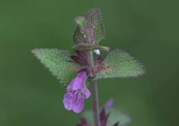 Stachys melissifolia Benth. resmi