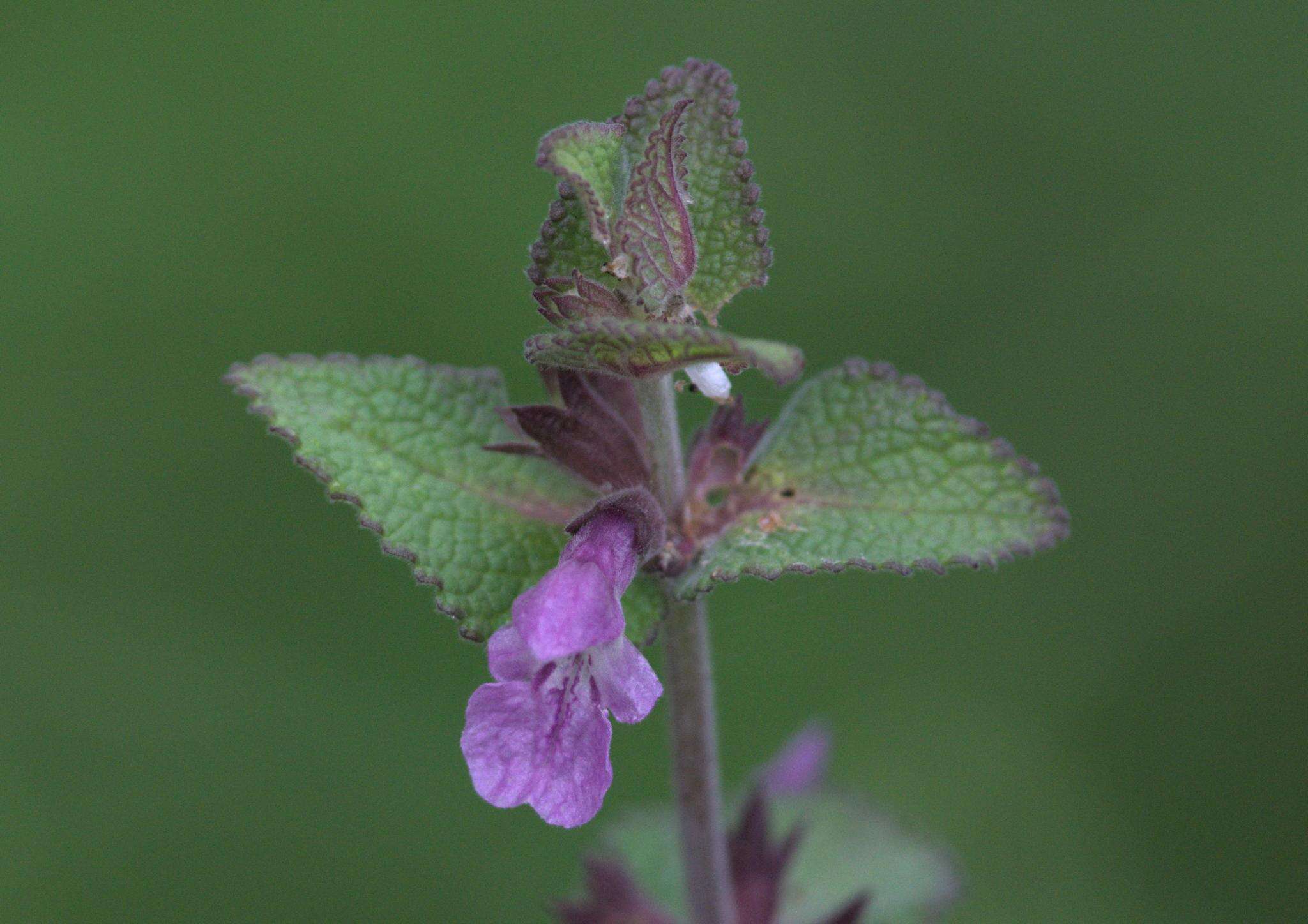 Stachys melissifolia Benth. resmi