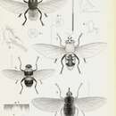Image de Cuterebra rufiventris Macquart 1843
