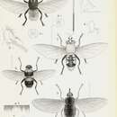 Image of Cuterebra rufiventris Macquart 1843