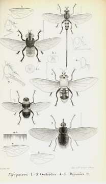 Image of Cuterebra rufiventris Macquart 1843