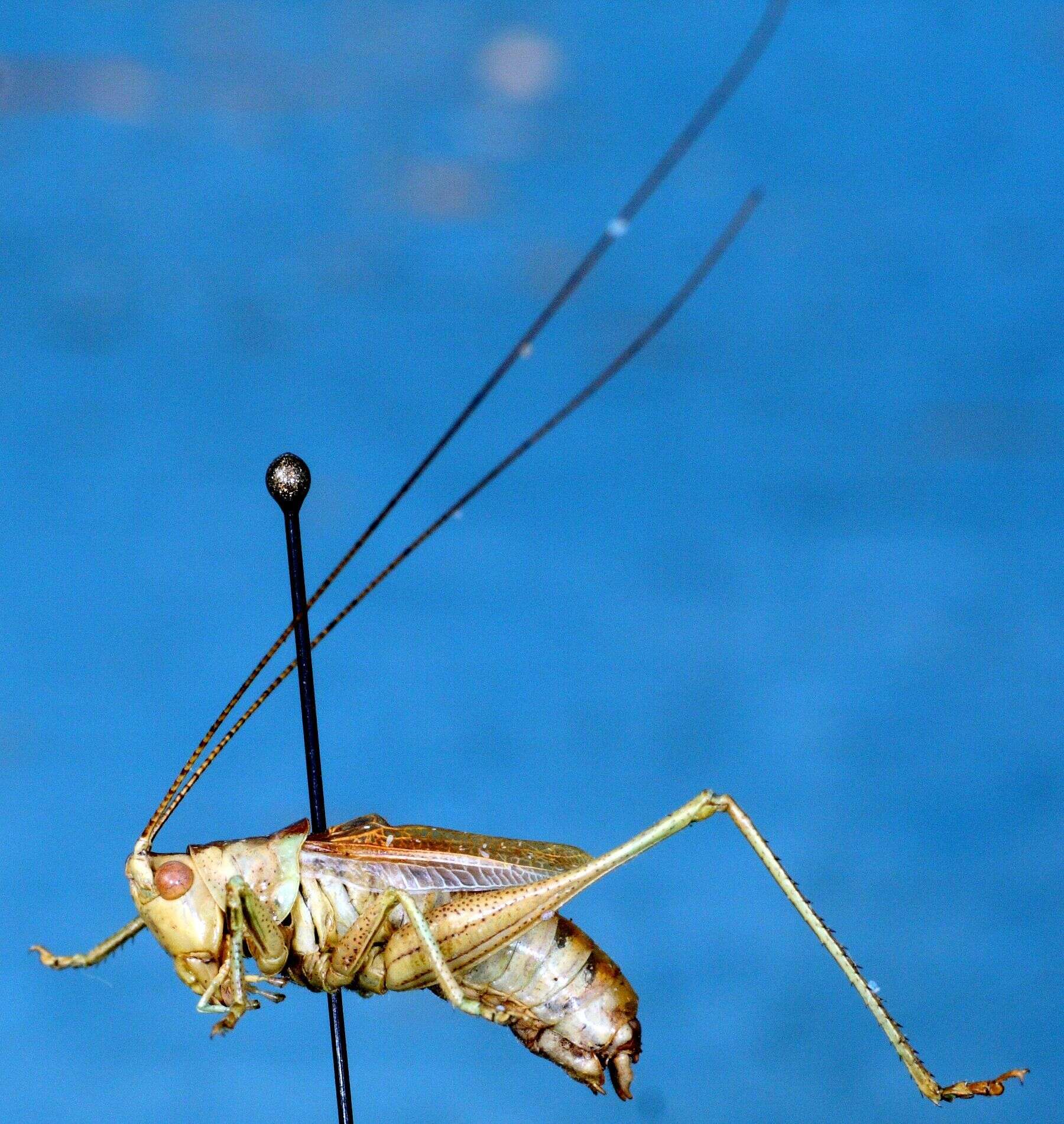 Image of speckled bush-cricket