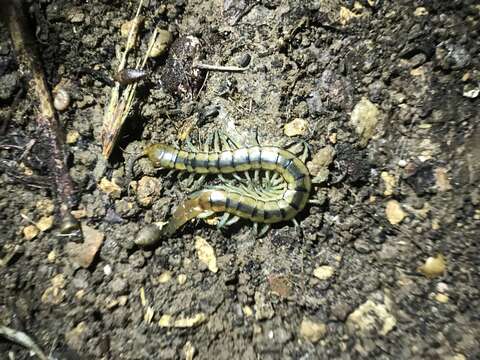 Imagem de Scolopendra cingulata Latreille 1829